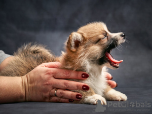 Foto №3. Welsh Corgi Pembroke. Estland