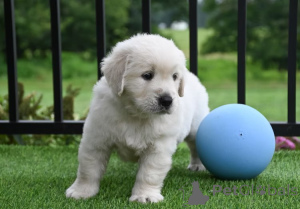 Foto №3. Chiots Golden Retriever zu verkaufen. Frankreich