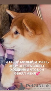 Foto №2 zu Ankündigung № 9178 zu verkaufen shiba - einkaufen Russische Föderation vom kindergarten