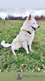 Zusätzliche Fotos: Langhaariger Schweizer Schäferhund, männliche Welpen