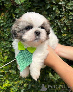 Foto №2 zu Ankündigung № 42910 zu verkaufen shih tzu - einkaufen USA züchter