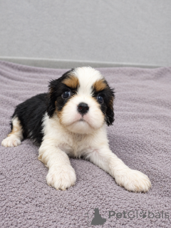 Zusätzliche Fotos: Perfekte reinrassige Cavalier King Charles Spaniel-Welpen.
