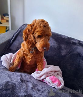 Foto №3. Kawapu Mädchen. Irland