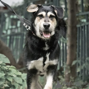 Foto №1. mischlingshund - zum Verkauf in der Stadt Москва | Frei | Ankündigung № 75097