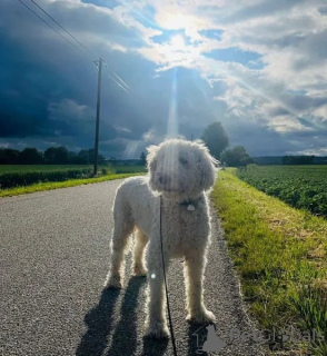 Foto №1.  - zum Verkauf in der Stadt Berlin | verhandelt | Ankündigung № 166538