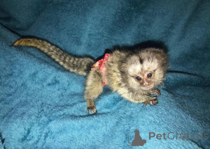 Foto №2 zu Ankündigung № 161694 zu verkaufen  - einkaufen Tschechische Republik 