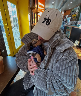 Foto №1. dackel - zum Verkauf in der Stadt Berlin | 550€ | Ankündigung № 167201