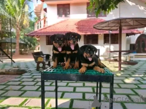 Foto №2 zu Ankündigung № 137951 zu verkaufen rottweiler - einkaufen Deutschland quotient 	ankündigung, züchter