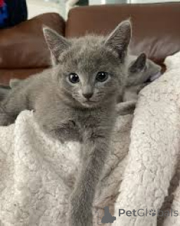Foto №3. Entzückende Chatons Bleu Russe sind zur Adoption verfügbar.. Finnland
