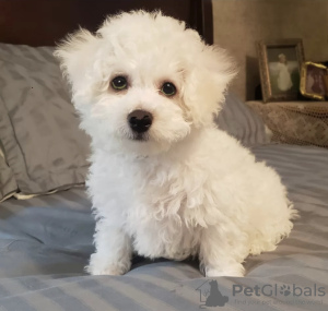 Foto №1. bichon frisé - zum Verkauf in der Stadt Мадрид | verhandelt | Ankündigung № 42777