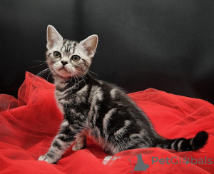 Foto №1. american shorthair - zum Verkauf in der Stadt Berlin | 300€ | Ankündigung № 138770