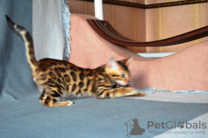 Foto №3. Bengalkatzen zur Zucht zu verkaufen. Russische Föderation