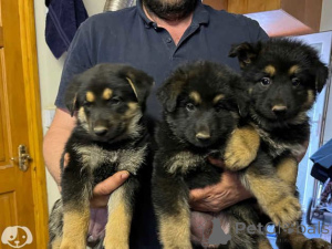 Foto №1. deutscher schäferhund - zum Verkauf in der Stadt Wien | 350€ | Ankündigung № 170156