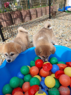 Foto №1. akita - zum Verkauf in der Stadt Turku | 300€ | Ankündigung № 167372