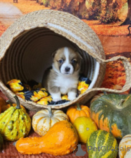 Foto №3. Smarter Corgi-Welpe, kostenlose Adoption. Bangladesch