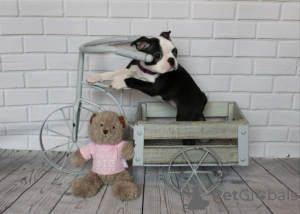 Foto №2 zu Ankündigung № 123649 zu verkaufen boston terrier - einkaufen Deutschland quotient 	ankündigung