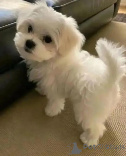 Foto №3. Schöne Malteserwelpen bereit für Business whatsapp447400576553. Finnland