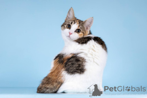 Foto №2 zu Ankündigung № 157211 zu verkaufen  - einkaufen Russische Föderation quotient 	ankündigung