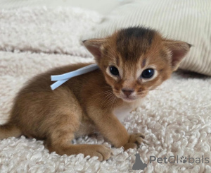Foto №1. abessinierkatze - zum Verkauf in der Stadt Brzeg | 350€ | Ankündigung № 178678