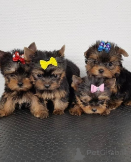 Foto №3. Unsere supersüßen Yorkies-Welpen sind sowohl als Rüden als auch als Hündinnen. Finnland