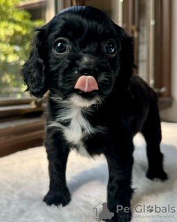 Foto №1. cavalier king charles spaniel - zum Verkauf in der Stadt Торонто | verhandelt | Ankündigung № 113163