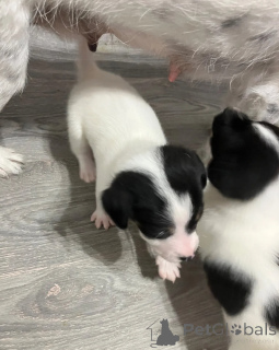 Foto №1. jack russell terrier - zum Verkauf in der Stadt Mailand | 400€ | Ankündigung № 172233