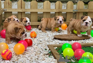 Foto №1. englische bulldogge - zum Verkauf in der Stadt Ankara | verhandelt | Ankündigung № 175623