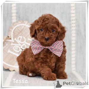 Foto №1. pudel (zwerg) - zum Verkauf in der Stadt Mainz | verhandelt | Ankündigung № 164343