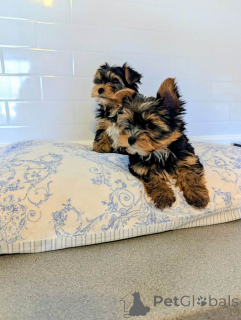 Foto №3. Unser hübsches Mädchen hat 4 wunderschöne Yorkshire-Terrier-Welpen zur Verfügung. Niederlande