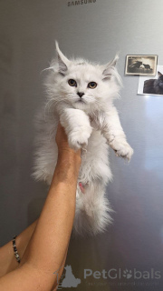 Foto №4. Ich werde verkaufen maine-coon-katze in der Stadt Aalen. züchter - preis - verhandelt