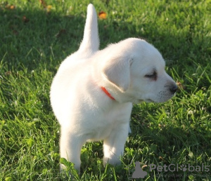 Foto №4. Ich werde verkaufen labrador retriever in der Stadt Калистога. quotient 	ankündigung - preis - verhandelt