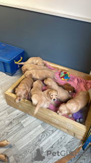 Foto №2 zu Ankündigung № 103390 zu verkaufen golden retriever - einkaufen USA züchter