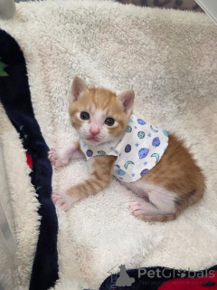 Foto №2 zu Ankündigung № 175592 zu verkaufen schottische faltohrkatze - einkaufen Griechenland züchter