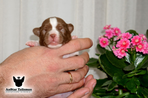 Foto №2 zu Ankündigung № 6417 zu verkaufen chihuahua - einkaufen Russische Föderation vom kindergarten