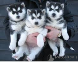 Foto №1. siberian husky - zum Verkauf in der Stadt Zürich | 388€ | Ankündigung № 171085