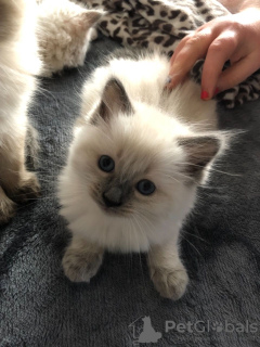 Foto №4. Ich werde verkaufen ragdoll-katze in der Stadt Sydney. quotient 	ankündigung - preis - 331€