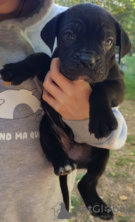 Foto №2 zu Ankündigung № 28401 zu verkaufen cane corso italiano - einkaufen Georgien 