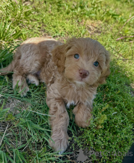 Foto №4. Ich werde verkaufen mischlingshund in der Stadt München. züchter - preis - verhandelt