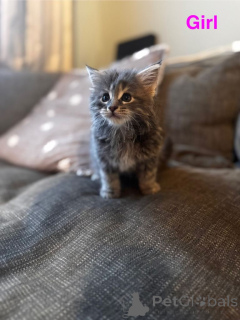 Foto №3. MAINE COON KÄTZCHEN ZU VERKAUFEN. USA