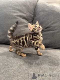 Foto №2 zu Ankündigung № 152751 zu verkaufen bengal katzenrasse - einkaufen Schweiz quotient 	ankündigung