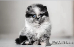 Foto №1.  - zum Verkauf in der Stadt Ohio | verhandelt | Ankündigung № 162954