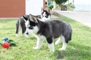 Foto №3. Blauäugige Siberian Husky Welpen suchen ein neues Zuhause. Deutschland