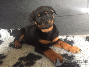 Foto №2 zu Ankündigung № 47501 zu verkaufen rottweiler - einkaufen Deutschland quotient 	ankündigung