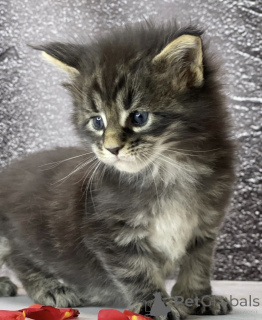 Foto №1. maine-coon-katze - zum Verkauf in der Stadt Baden-Baden | 450€ | Ankündigung № 163326