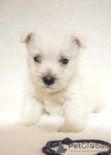 Foto №4. Ich werde verkaufen west highland white terrier in der Stadt Tiraspol. vom kindergarten - preis - 800€