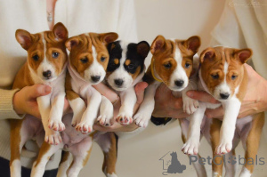 Foto №1. basenji - zum Verkauf in der Stadt Alicante | 300€ | Ankündigung № 172886