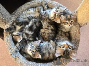 Foto №1. sibirische katze - zum Verkauf in der Stadt Dreichen | 350€ | Ankündigung № 172296