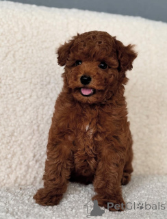 Foto №1. malteser, pudel (toy) - zum Verkauf in der Stadt Six Mile | verhandelt | Ankündigung № 143781