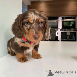 Foto №4. Ich werde verkaufen dackel in der Stadt Berlin. züchter - preis - 500€