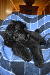 Foto №3. Welpen des russischen Black Terrier.. Russische Föderation